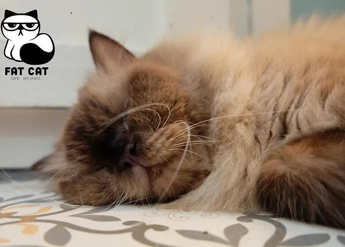 Fat Cat Hostal *